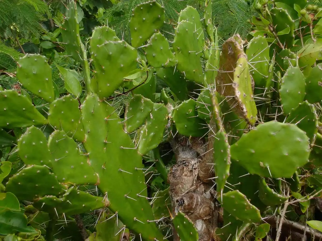 Foto de Opuntia mesacantha - Form:Tau'olunga