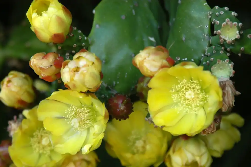Foto de Opuntia mesacantha - Flower:Vince Alongi