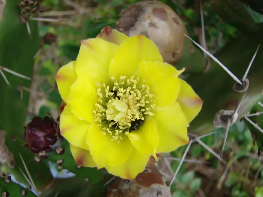 Foto de Opuntia mesacantha - Flower:Marcia Stefani