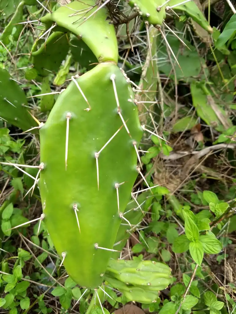 Foto de Opuntia mesacantha - Form:Renjusplace