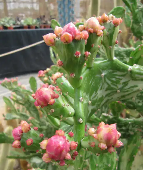 Foto de Opuntia mesacantha - Form:Leonora (Ellie) Enking