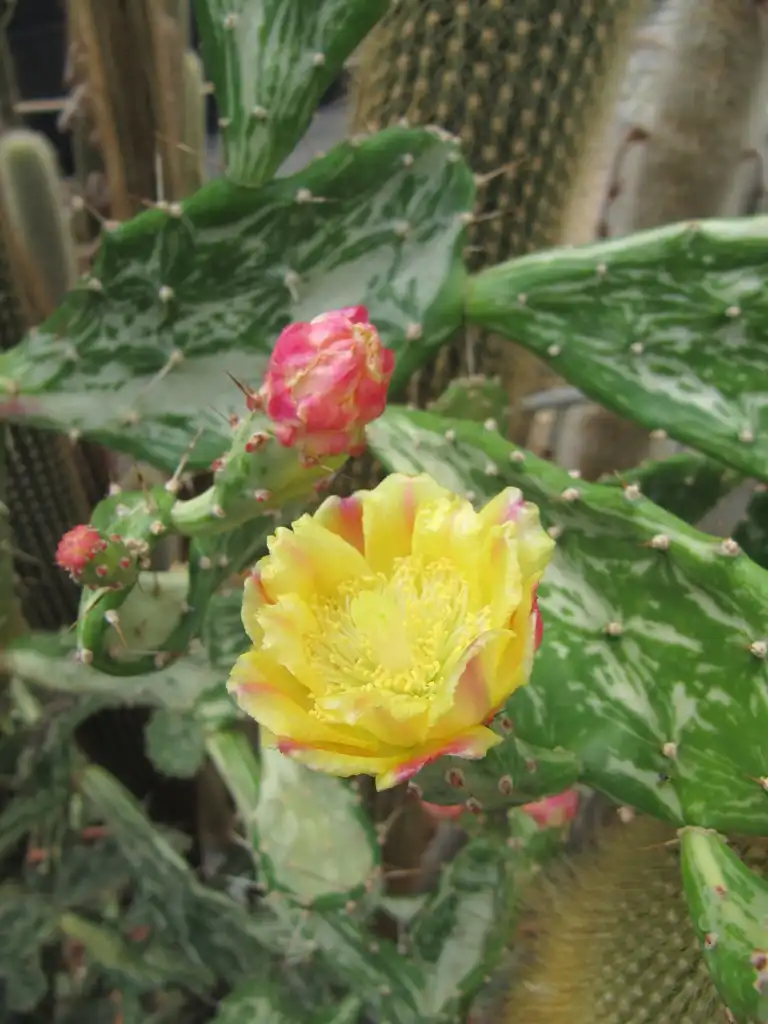 Foto de Opuntia mesacantha - Form:Leonora (Ellie) Enking