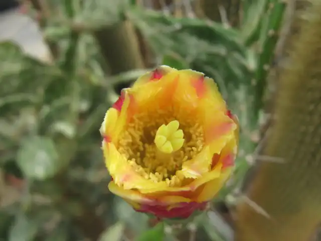 Foto de Opuntia mesacantha - Flower:Leonora (Ellie) Enking
