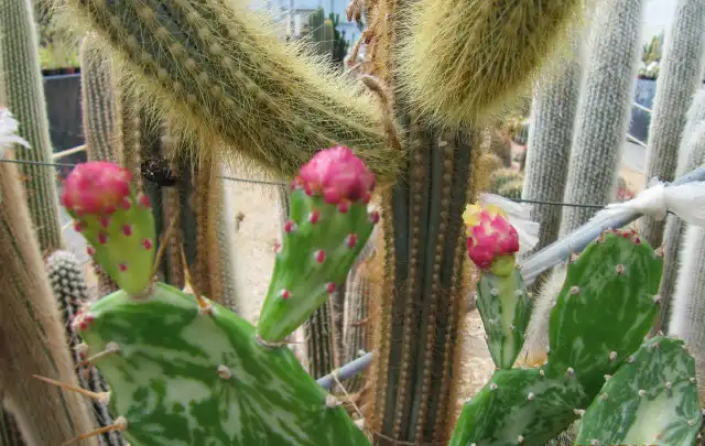 Foto de Opuntia mesacantha - Form:Leonora (Ellie) Enking