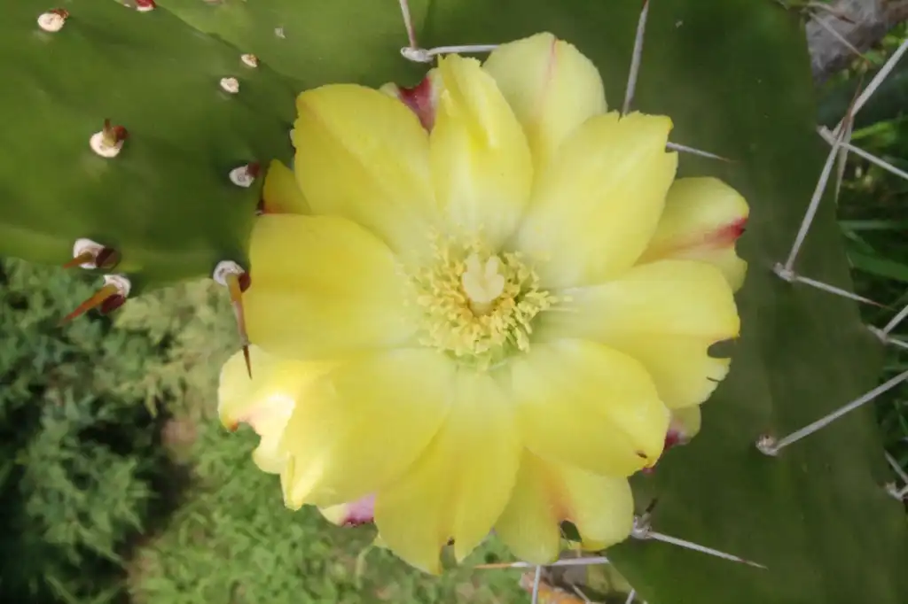 Foto de Opuntia mesacantha - Flower:Sadambio