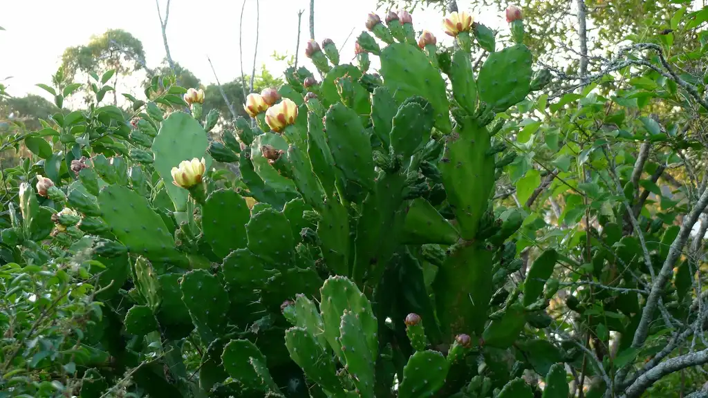 Foto de Opuntia mesacantha - Form:John Tann