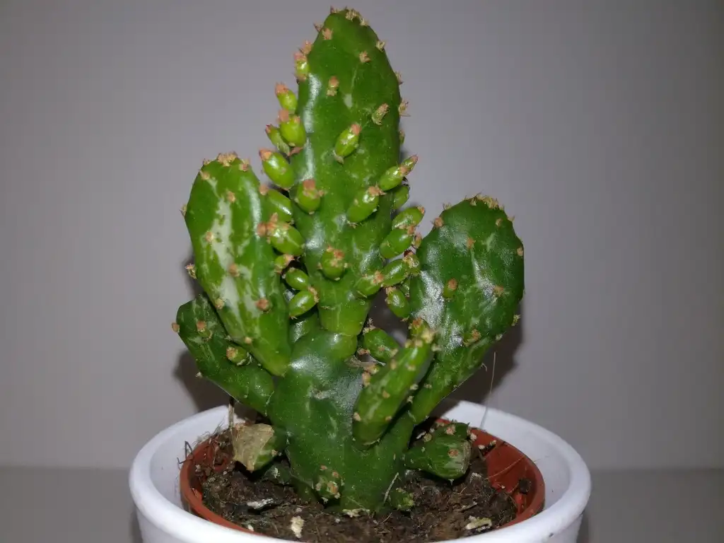 Foto de Opuntia mesacantha - Form:Marcel Roblin