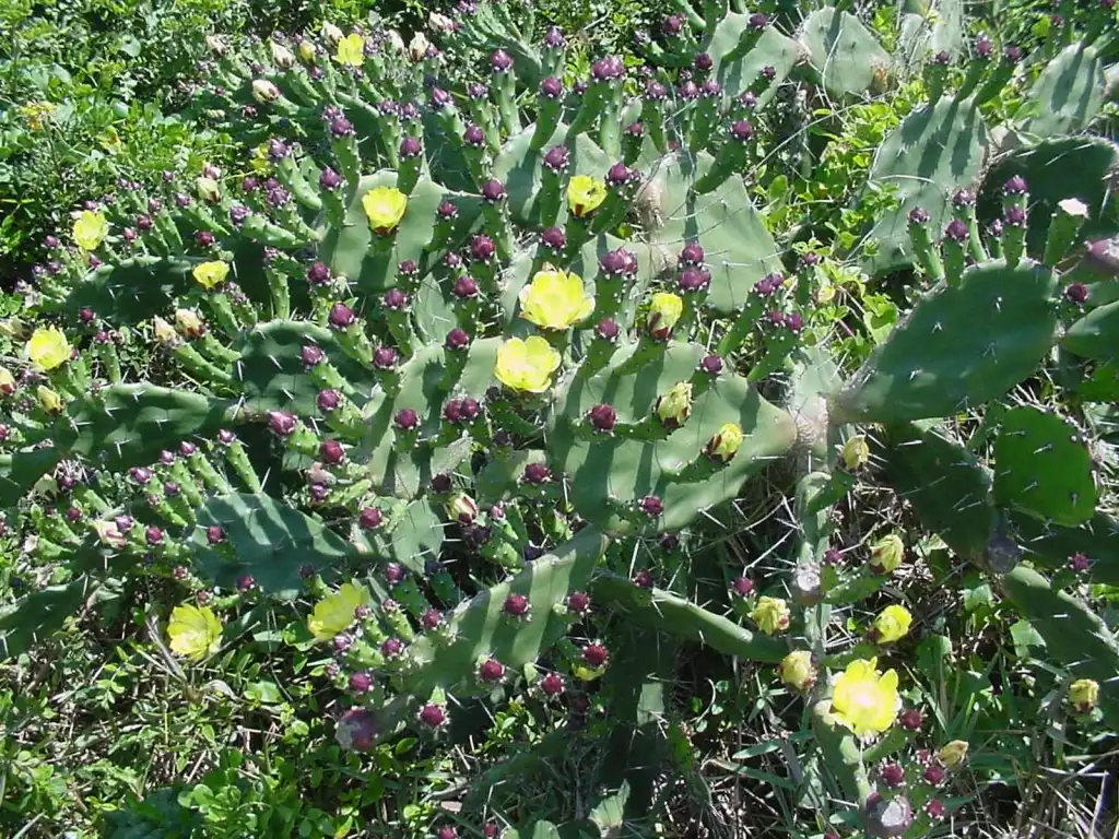 Foto de Opuntia mesacantha - Form:Marcia Stefani