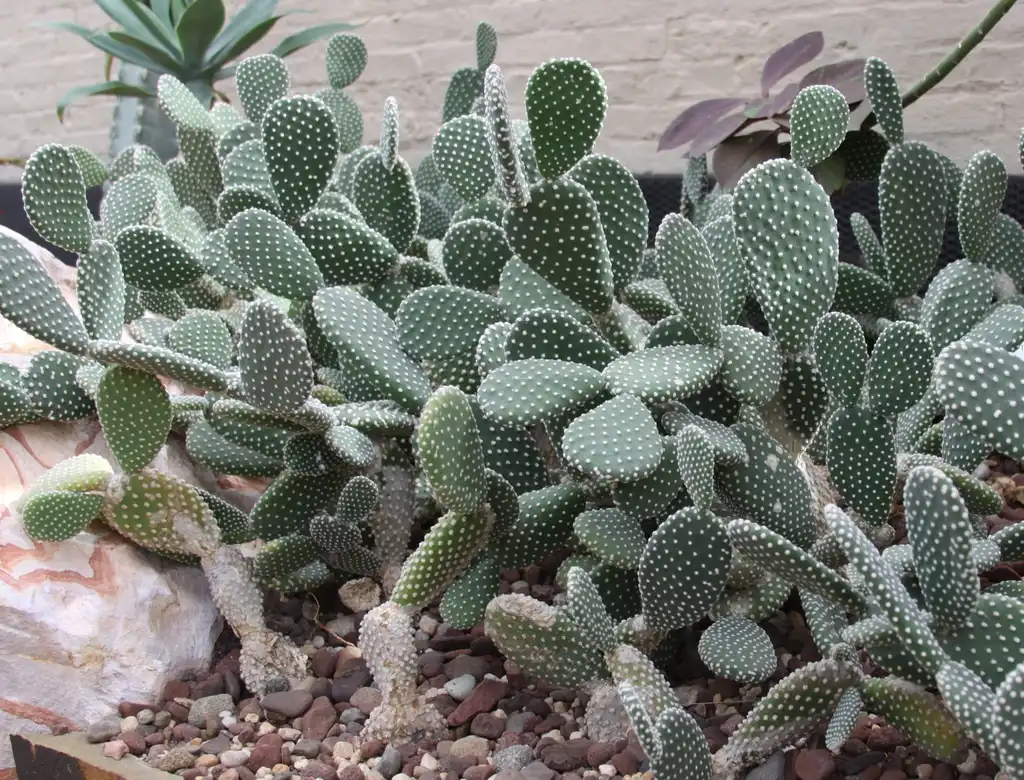 Фото Opuntia microdasys (Opuntia microdasyss)