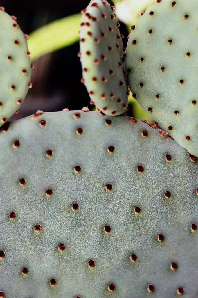 Фото Opuntia microdasys (Opuntia microdasyss)