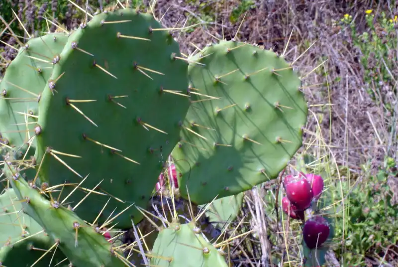 Фото Opuntia (Opuntias)