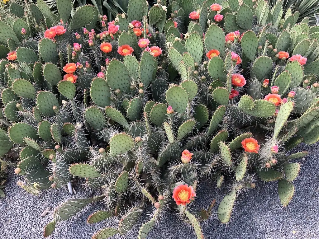 Фото Opuntia - O. phaeacantha 'Tahiti Sunrise', form, Wake Co, NC:Cathy Dewitt