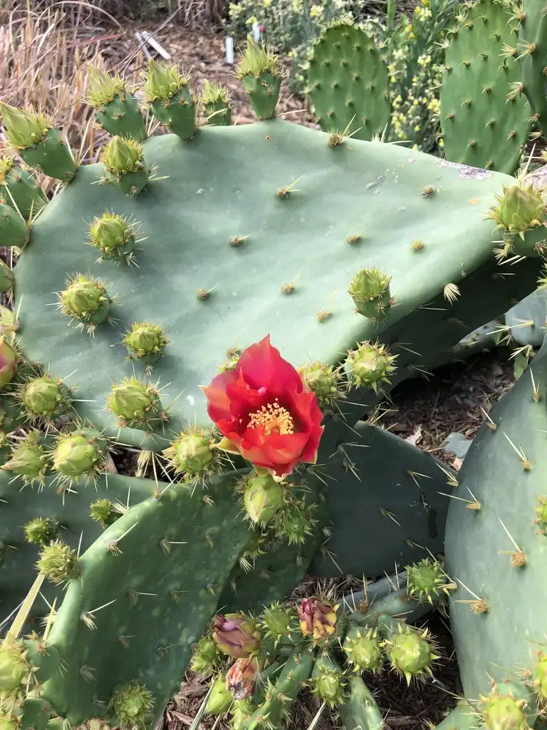 Фото Opuntia - Flower Buds (Wake County,NC):Cathy Dewitt