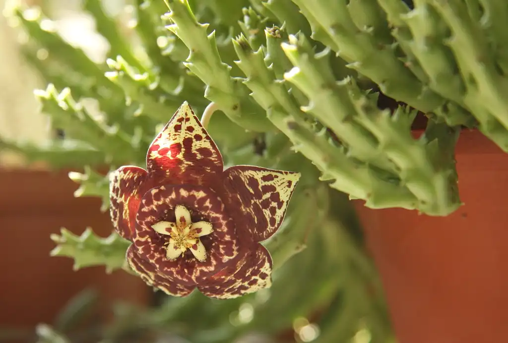 Фото Orbea variegata (Orbea variegatas)