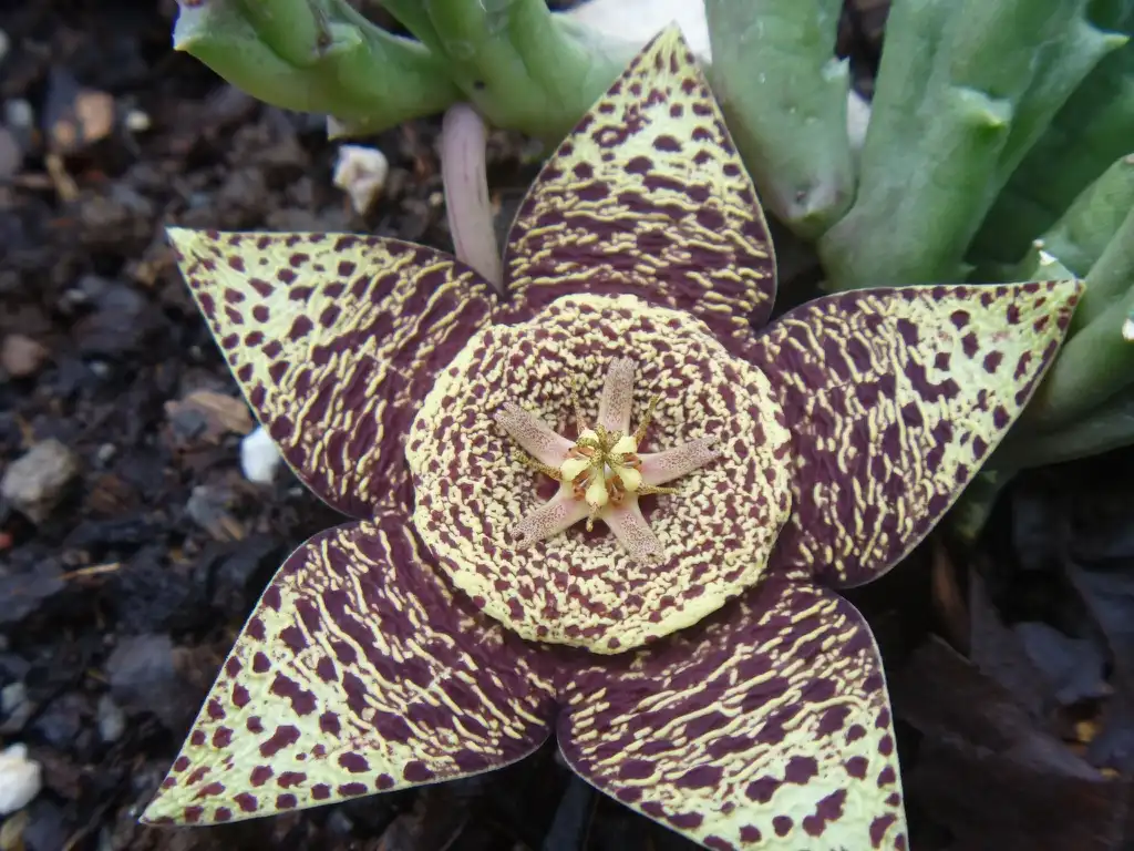 Фото Orbea variegata (Orbea variegatas)