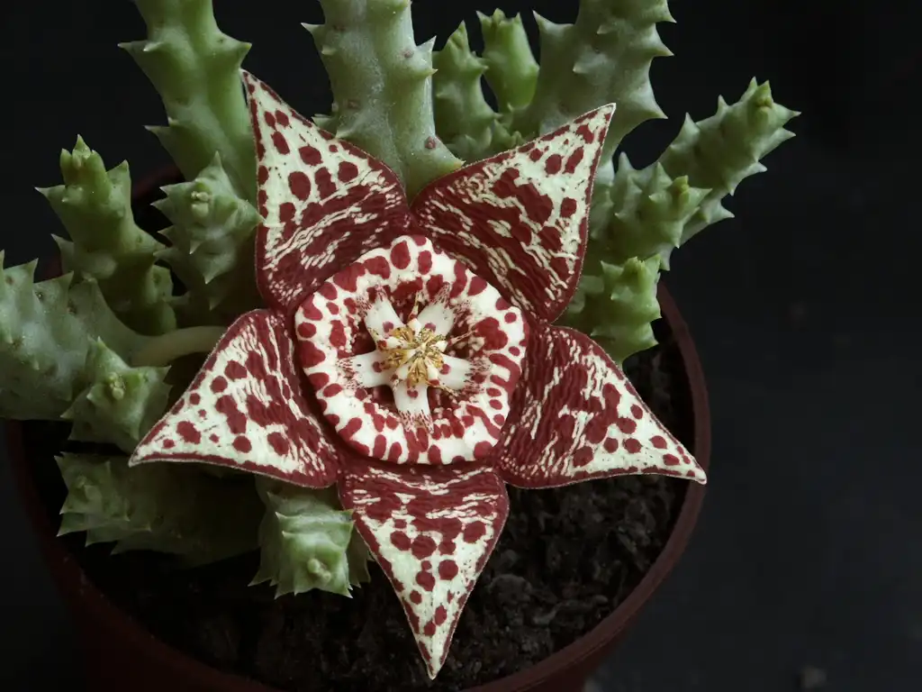 Фото Orbea variegata - Form:Anonygnome