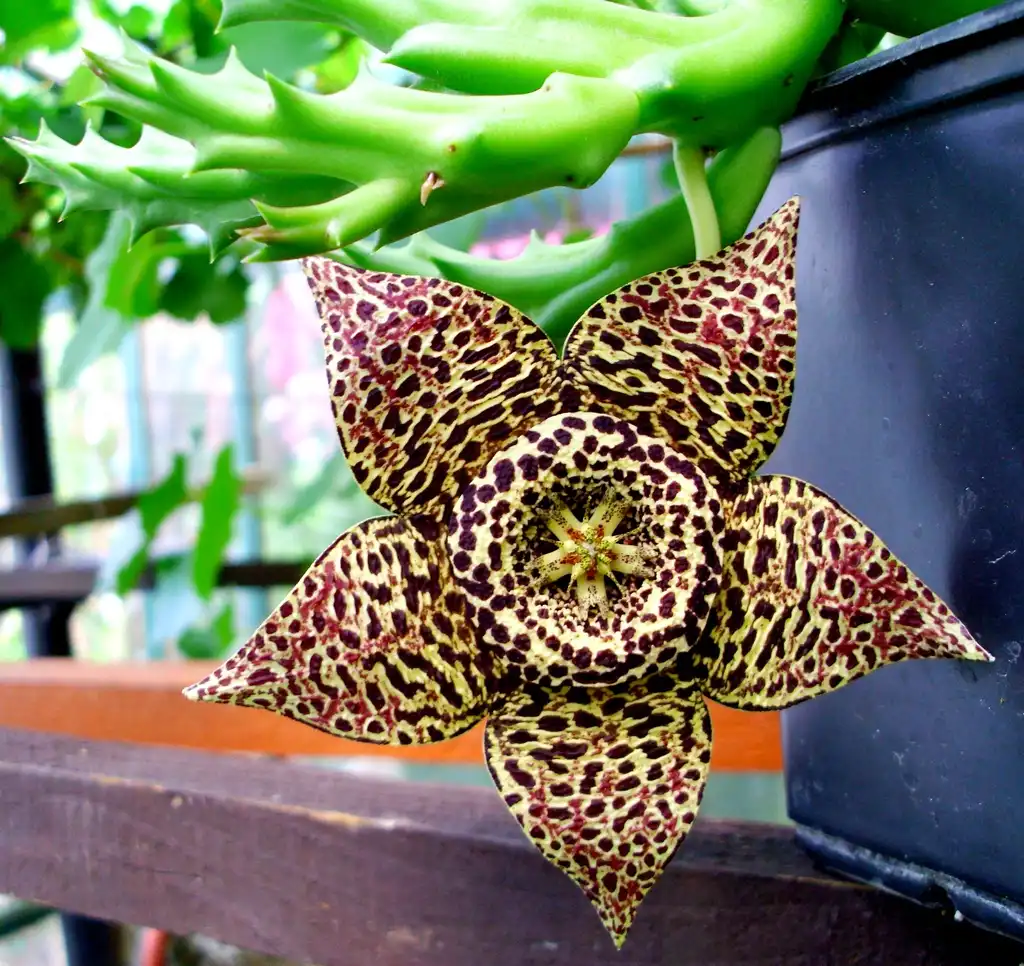 Фото Orbea variegata - Form:Skolni Collection