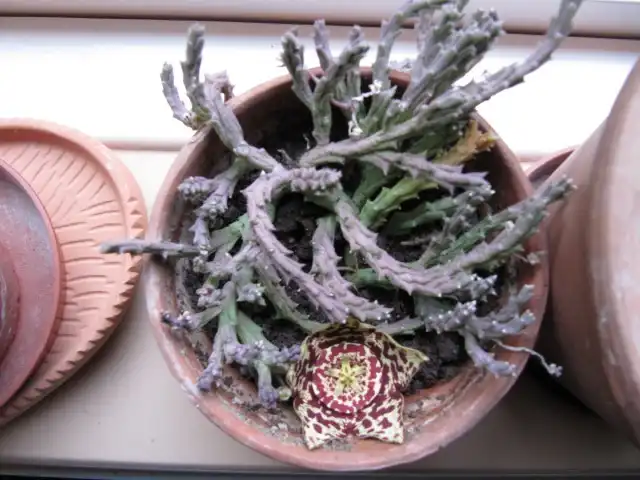 Фото Orbea variegata - Form:Leonora (Ellie) Enking