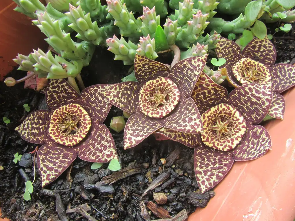 Фото Orbea variegata - Form:Philosofia