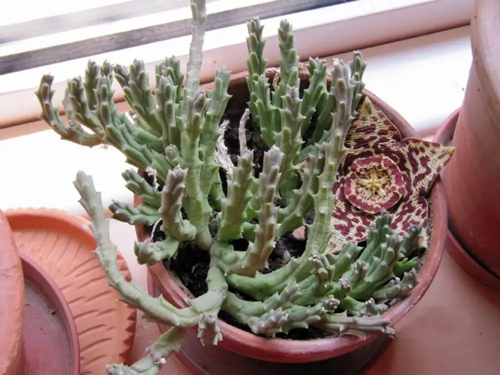 Фото Orbea variegata - Form:Leonora (Ellie) Enking