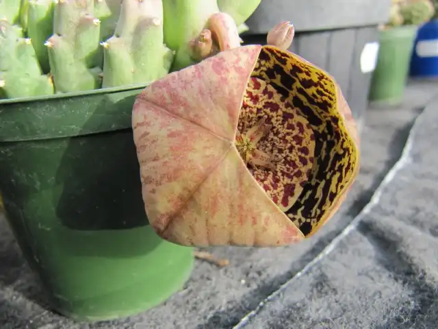 Фото Orbea variegata - Opening flower:Leonora (Ellie) Enking