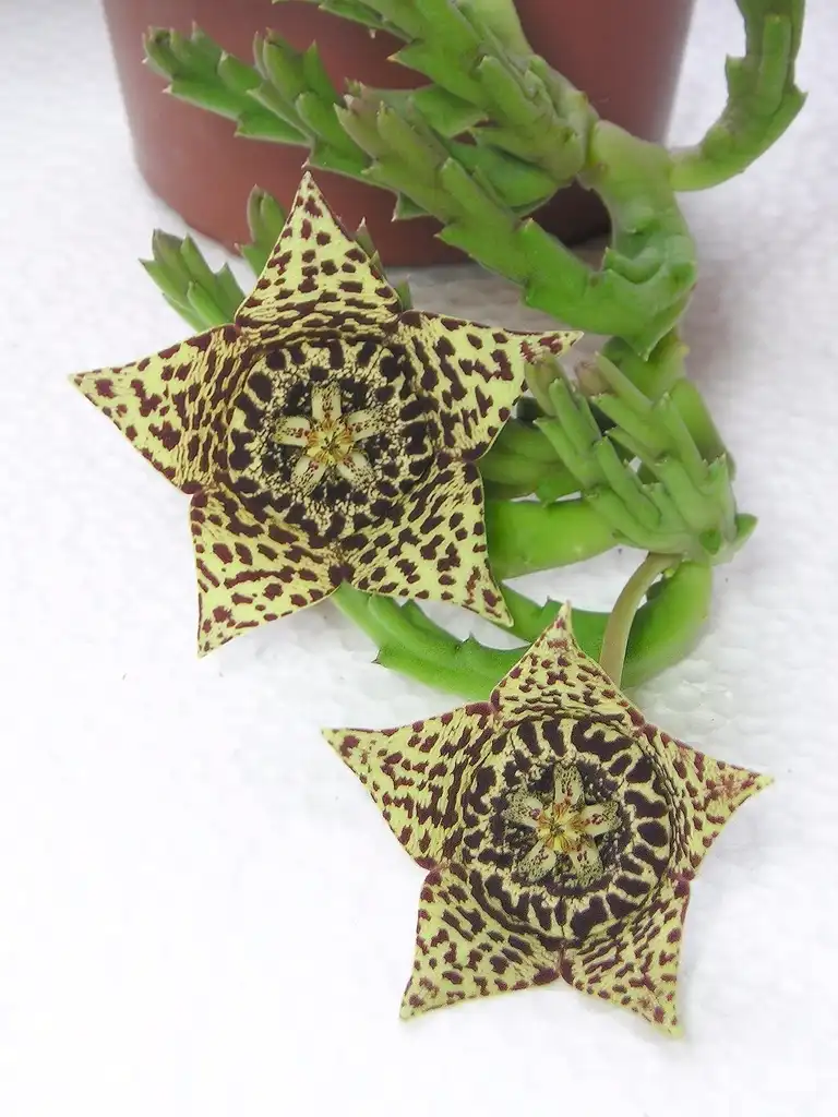 Фото Orbea variegata - Flower:Maja Dumat