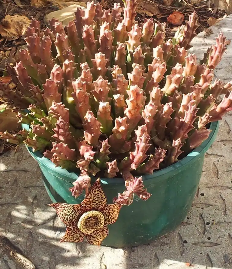 Фото Orbea variegata - Form:Abu Shawka