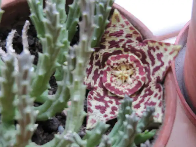 Фото Orbea variegata - Form:Leonora (Ellie) Enking