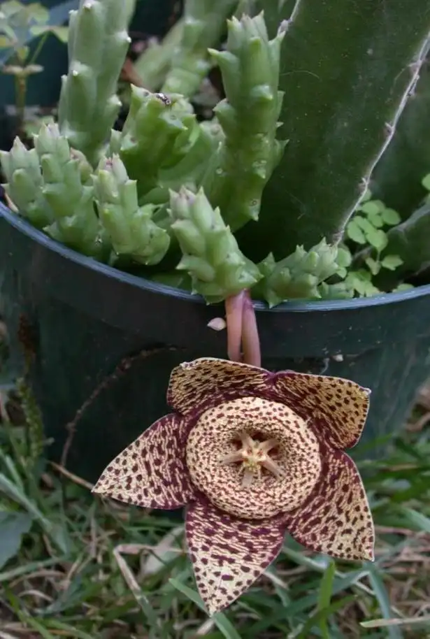 Фото Orbea variegata - Form:Dave Whitinger