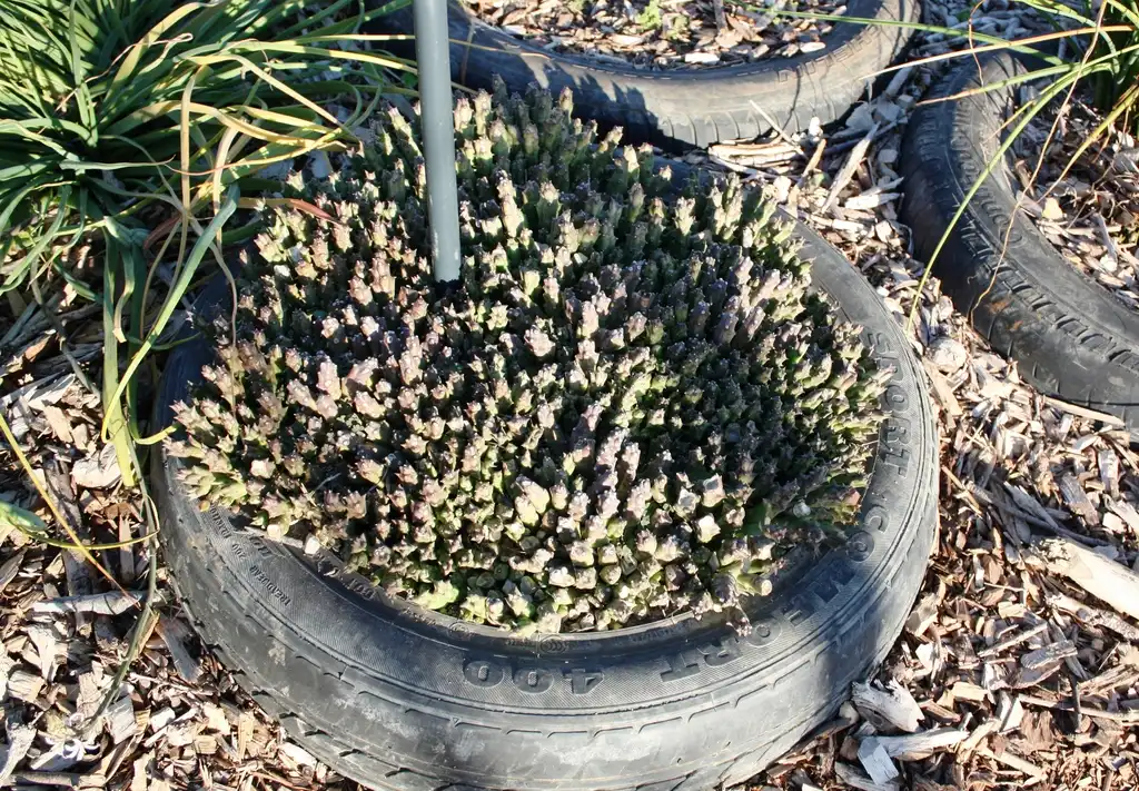 Фото Orbea variegata - Form:Abu Shawka