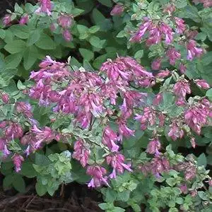 Photo of Origanum laevigatum (Origanum laevigatums)
