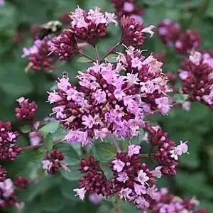 Photo of Origanum laevigatum (Origanum laevigatums)