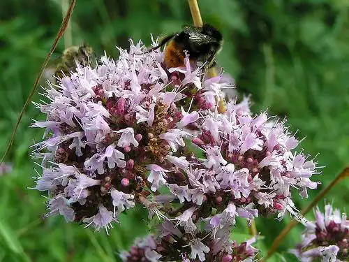 Photo of Origanum majorana (Origanum majoranas)