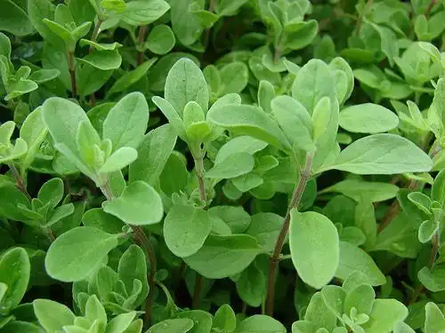Photo of Origanum majorana (Origanum majoranas)