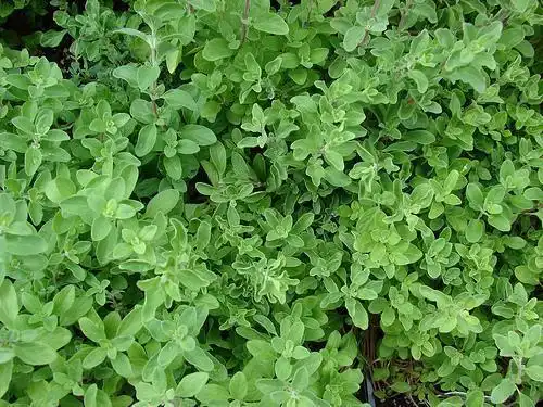 Photo of Origanum majorana - Origanum majorana plants:Forest & Kim Starr