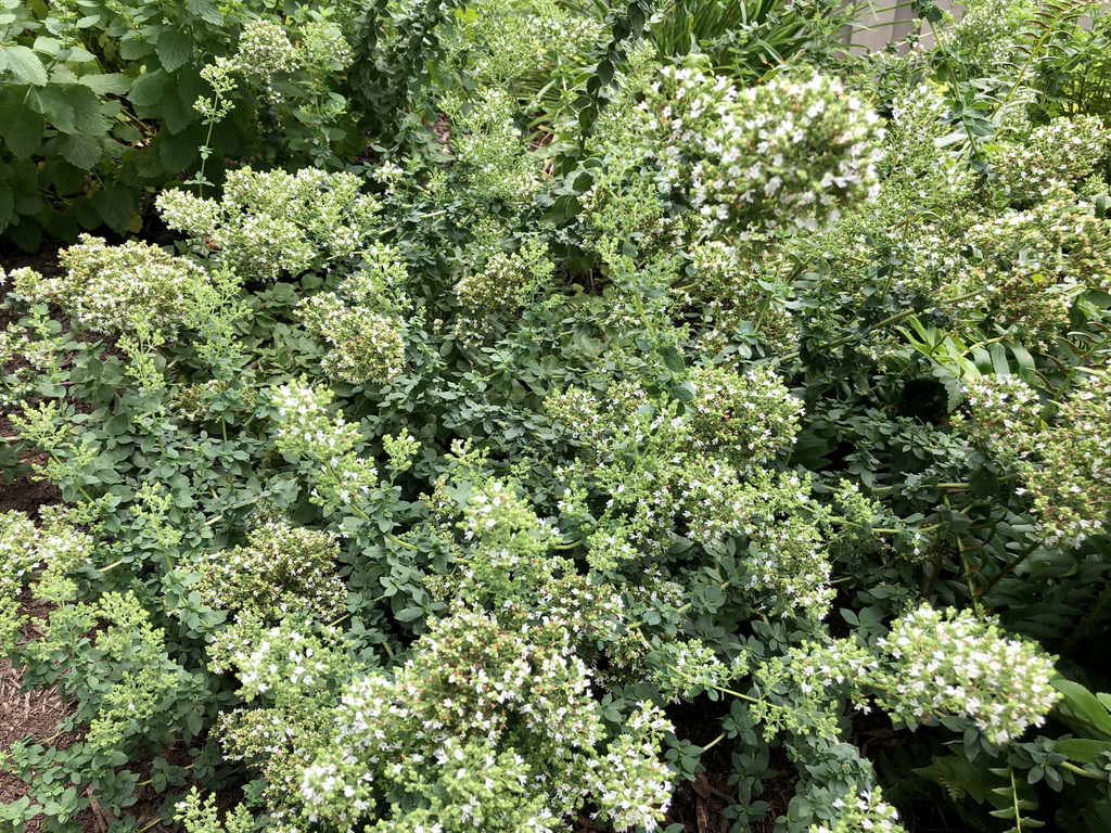Foto de Origanum vulgare subsp. hirtum (Origanum vulgare subsp. hirtums)