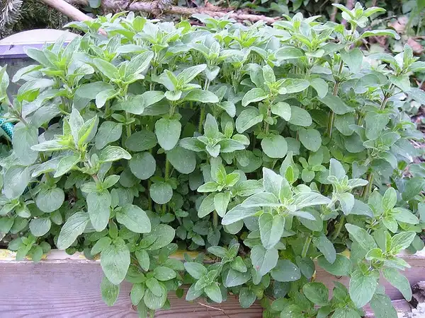 Foto de Origanum vulgare (Origanum vulgares)