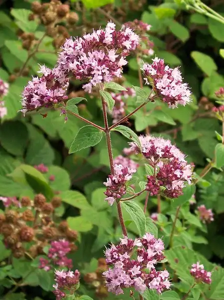 Foto de Origanum vulgare (Origanum vulgares)