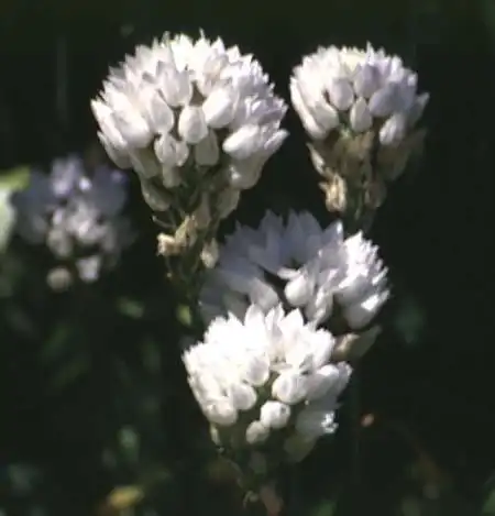 Фото Ornithogalum thyrsoides (Ornithogalum thyrsoidess)