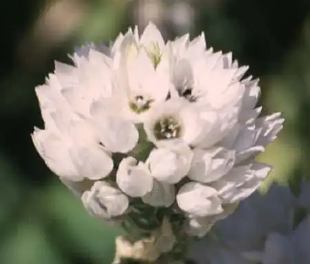Фото Ornithogalum thyrsoides - :