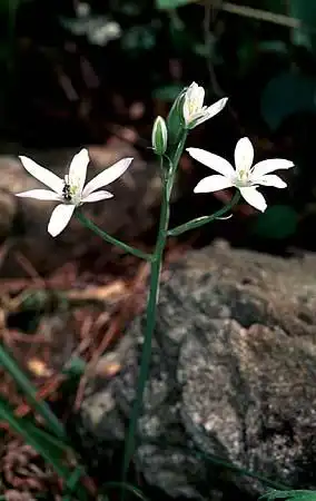 Photo of Ornithogalum umbellatum (Ornithogalum umbellatums)