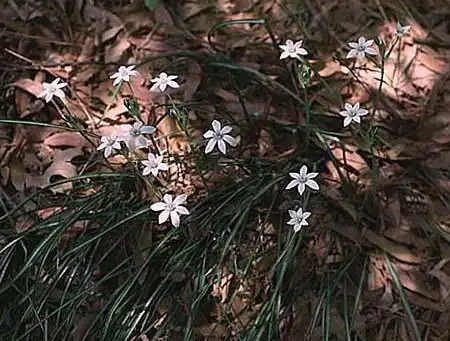 Photo of Ornithogalum umbellatum (Ornithogalum umbellatums)