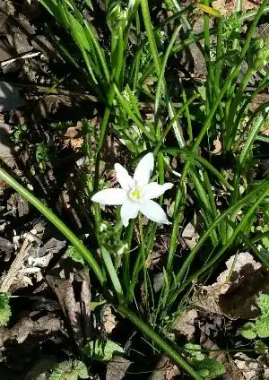 Photo of Ornithogalum umbellatum - Flower:Bethany Sinnot