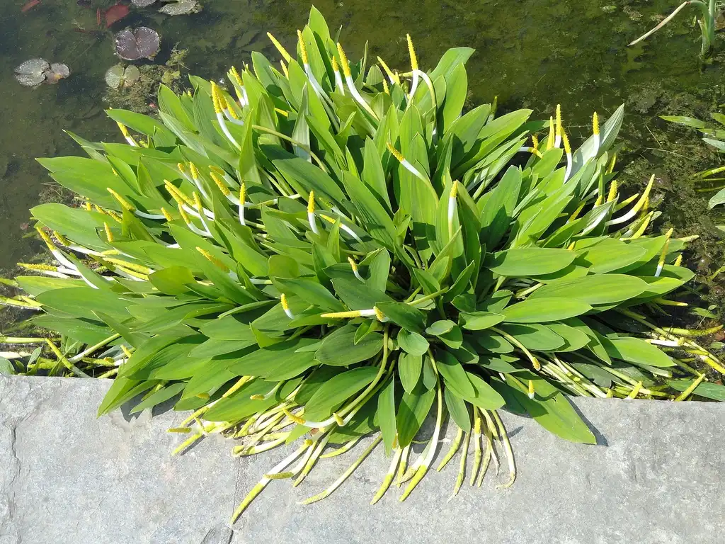 Foto de Orontium aquaticum (Orontium aquaticums)