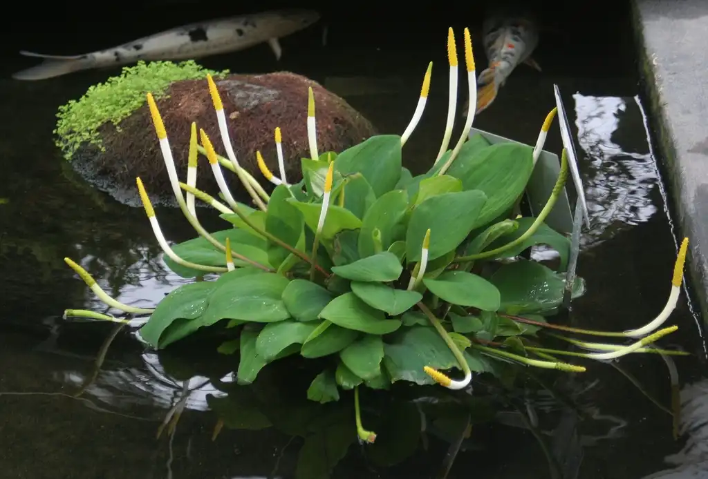 Foto de Orontium aquaticum (Orontium aquaticums)