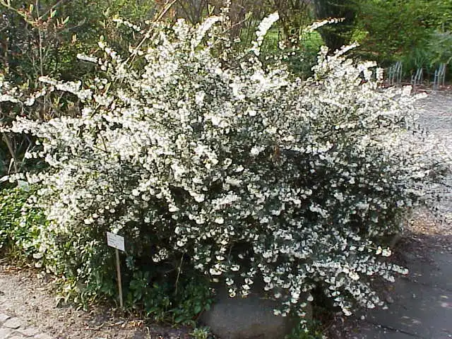 Photo of Osmanthus delavayi (Osmanthus delavayis)