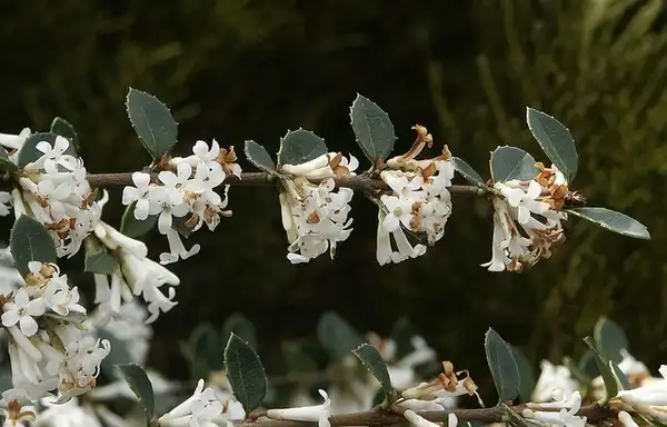 Photo of Osmanthus delavayi (Osmanthus delavayis)