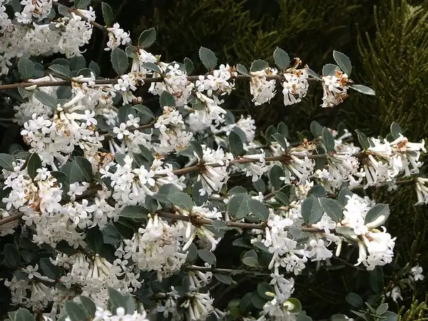 Photo of Osmanthus delavayi - Osmanthus delavayi:Osmanthus delavayi