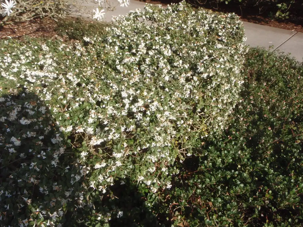 Photo of Osmanthus delavayi - Hedge form:Jim Robbins