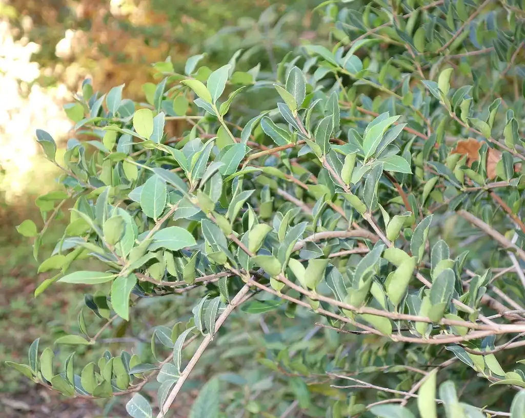 Photo of Osmanthus delavayi - Leaves and stem:Daderot